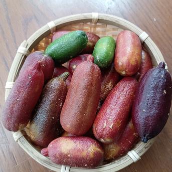 南からの贈り物 フィンガーライム 200g 果物/香酸柑橘(ライム・レモン等)通販