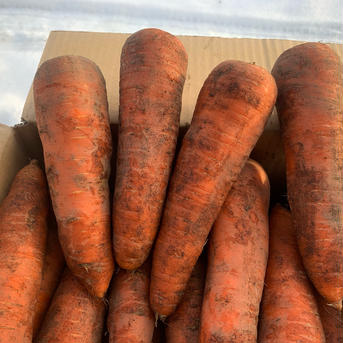 有機人参(大) 10kg 野菜/人参通販