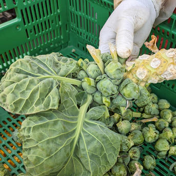 淡路島産　芽キャベツ10kg たぶん30％増量】双葉農園の芽キャベツ”（1800g →2400g） from 名水の