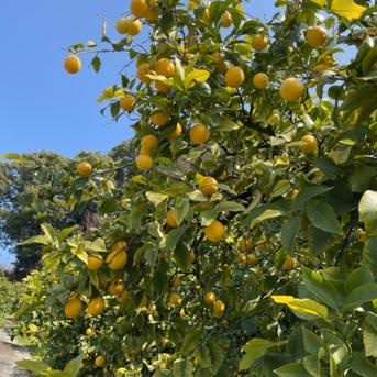 ご要望にお応えして♪丸ごと🍋瀬戸内露地イエローレモン約2㎏  コロ丸登場！ 約2㎏ 果物/香酸柑橘(ライム・レモン等)通販
