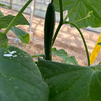 高知県産きゅうり20kg約200本入 ｜ 野菜/きゅうり 産直アウル 農家