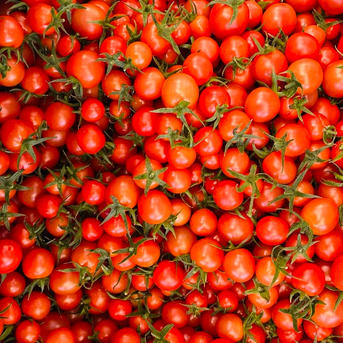 ミニトマト 1.8キロ フードロス 規格外 野菜 熊本産 訳あり 安い