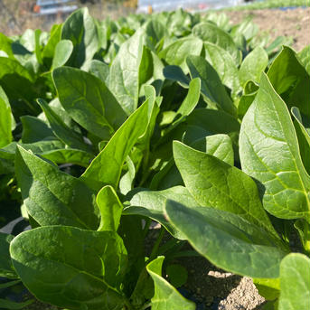 【お味見】新鮮ほうれん草 採ってすぐ発送！ 300ｇほど 野菜/ほうれん草通販