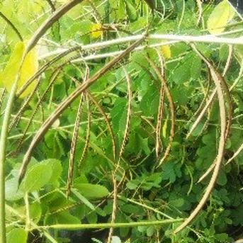 【在庫一掃】ハブ茶全草600g(ケツメイシ) 600g 野菜/その他野菜通販