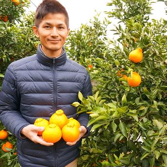 ポンカン 家庭用 箱込2kg ｜ 果物/オレンジ・その他みかん 産直アウル