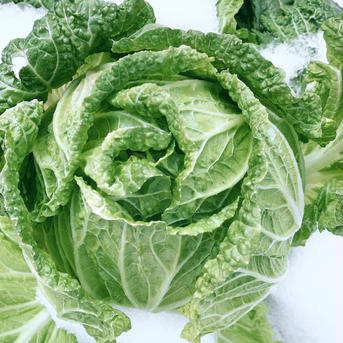 【専用】越冬白菜４玉 越冬白菜４玉 野菜/白菜通販