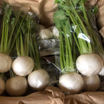 春かぶ5袋 5kg前後 野菜/かぶ通販