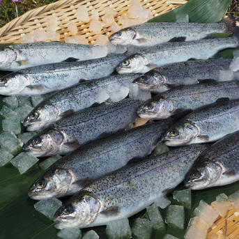 [虹鱒 ]ニジマス 10尾入 (21cmサイズ)冷凍【3箱セット（30尾）】 30尾（21㎝ｻｲｽﾞ） 魚介類/川魚通販
