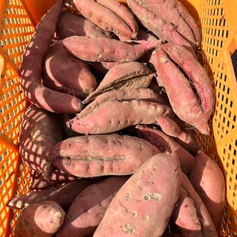 きん3さつまいも規格外訳ありおまけ付き箱込み２０キロ以下 きん3さつまいも規格外訳ありおまけ付き箱込み20キロ以下 Yahoo