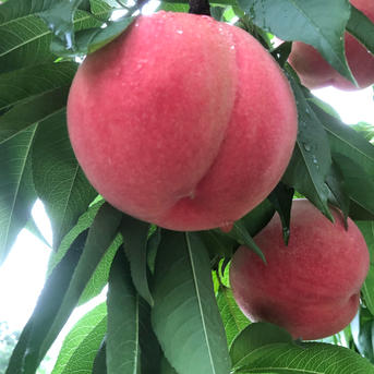 タカハシ果樹園の桃(桃水)2kg | 果物/もも 産直アウル 農家から直接