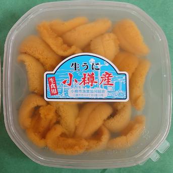 北海道小樽産塩水生ウニ(キタムラサキウニ×1)  ｷﾀﾑﾗｻｷｳﾆ 100g入り×1 魚介類/ウニ通販