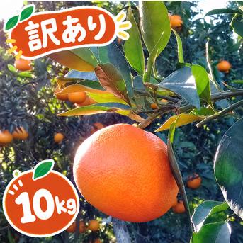 訳あり】まどんな 10kg みんなトリコになる プルプル 新食感 高級柑橘