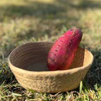 SS～Sサイズ】「特別栽培品」20kg（土付き） 1ヶ月超熟成！ 自社農園