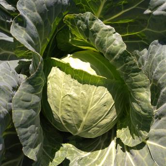 群馬県嬬恋産　キャベツ2玉　※2025/7/19～21発送 2玉 野菜/キャベツ通販