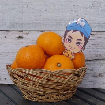 まーくん家のみかん 2キロ箱 2キロ箱 果物/温州みかん通販