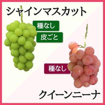 パセリ　勝沼産 ぶどう 粒　クイーンニーナ　シャインマスカット　1ｋ 粒のクイーンニーナ＆シャインマスカット 1.5kg（家庭用） ／本気農場