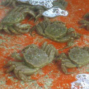 活発送！訳あり活毛ガニ 2ｋｇ詰（4-6尾入） 2ｋｇ（4-6尾入） 魚介類/カニ通販