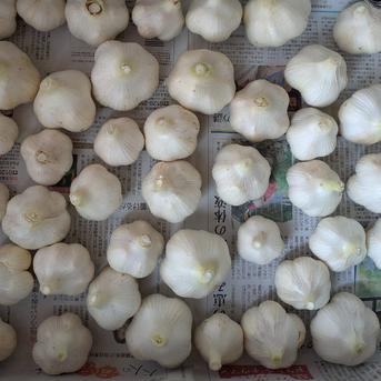 【旬の野菜】数量限定セット 信州の旬を食べる野菜箱 玉ねぎ、にんにく.じゃがいも.ナス.きゅうり 野菜/野菜セット・詰め合わせ通販