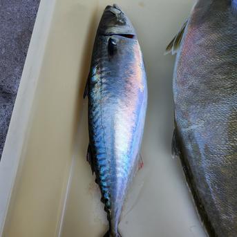養殖魚セット タイ１枚　シマアジ１匹　サバ１匹　アジ２匹 魚介類/魚介セット・詰め合わせ通販