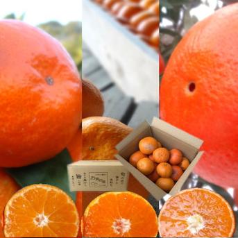 訳あり】【3箱まとめ買い】品種ミックス！生産者と消費者をマッチング