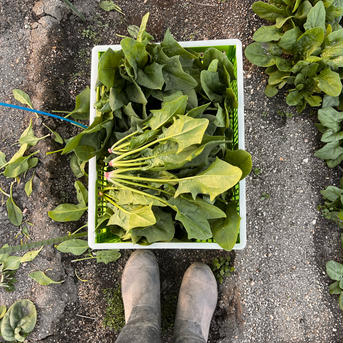 長野県産ほうれん草2kg ほうれん草2kg 野菜/ほうれん草通販