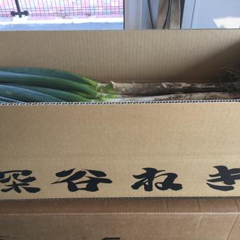 深谷ネギ　お手頃サイズ4ｋｇ、大きさ色々！御家庭用に最適 泥葱4ｋｇ　サイズ色々 野菜/ねぎ通販