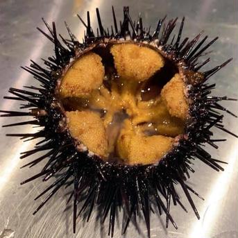 「門脇のウニ」北海道産キタムラサキウニ塩水生ウニ　80g 4パック（1パック80g入り） 魚介類/ウニ通販