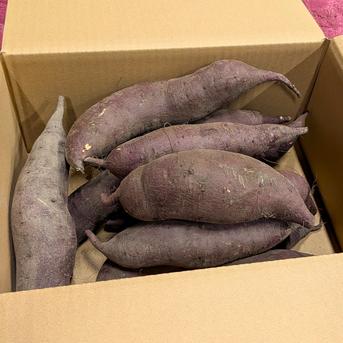 シルクスイート 20kg(箱込) M~L(約200g～500g) 茨城県産