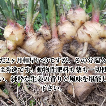 新生姜 4kg 農薬栽培期間中不使用・無肥料 熊本県産 露地 ｜ 野菜