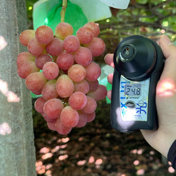 超希少入手困難【サンシャインレッド】(旧:甲斐ベリー7)『数量限定