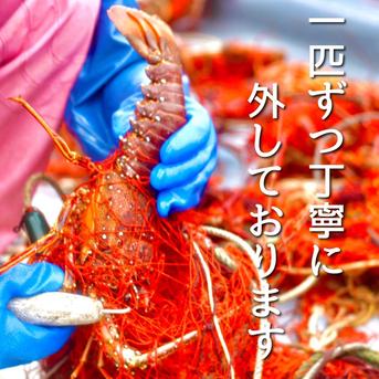 小～極小　イセエビ　【１㎏】 １㎏　(5匹～8匹) 魚介類/エビ通販