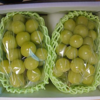 不知火町のシャインマスカット【１キロ】 1kg（2房〜３房） 果物/ぶどう通販