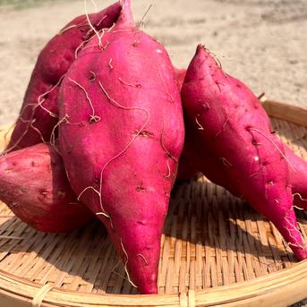 ホクホク『さつまいも』遠州金時10㎏～土付き さつまいも10㎏ 野菜/さつまいも通販