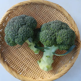 しあわせの✨ブロッコリー（岡山県産）✨6本入り ６本入り（12cm以上） 野菜/ブロッコリー通販