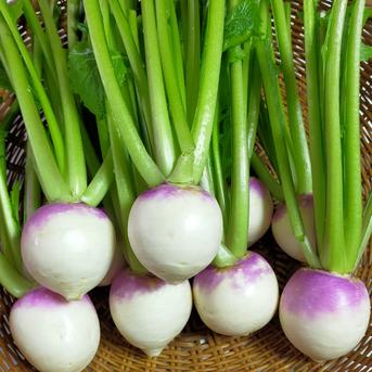 【値下げ少量限定】あまーいあやめ雪1.5kg 1.5kg 野菜/かぶ通販