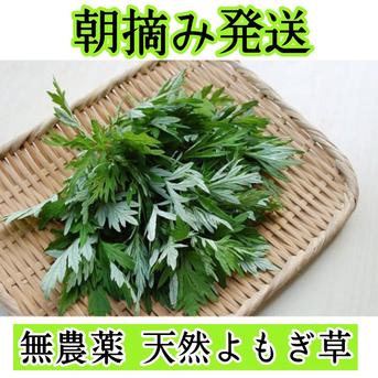 完全無農薬栽培☆天然よもぎ ヤマト運輸コンパクトBOX満杯詰め 野菜/葉物通販