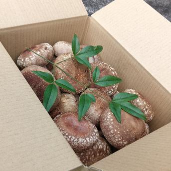 傘直径6㌢前後の生椎茸1kg！！ 傘直径6㌢前後の生椎茸1kg 野菜/きのこ通販