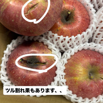 りんご まるちゃん農園🌾農家1年目21歳が作る長野市産！訳ありりんご🍎 | 果物