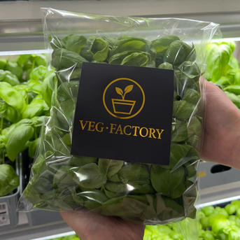 国産フレッシュバジル【500g】5袋分 無農薬/虫害ゼロ/葉だけ/注文が 