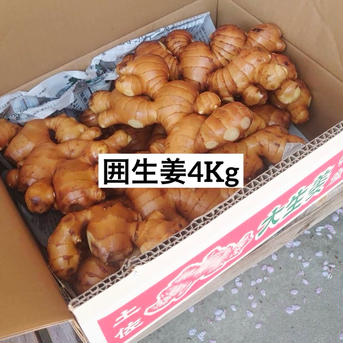 高知県産囲生姜4Kg 4Kg 野菜/薬味通販