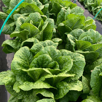 淡路島からの野菜4種詰め合わせセット 80サイズ4種セット 野菜/野菜セット・詰め合わせ通販
