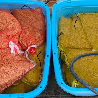 愛媛県産 にこまる　白米20キロ 白米【にこまる】20㎏種子消毒なし ｜ 米・穀物/米/精米 産直アウル
