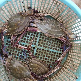 竹崎カニ カニ中5匹 魚介類/カニ通販