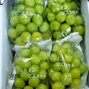 【カナダ人農園主の真心を込めた】シャインマスカット約２ｋｇ ２ｋｇ 果物/ぶどう通販