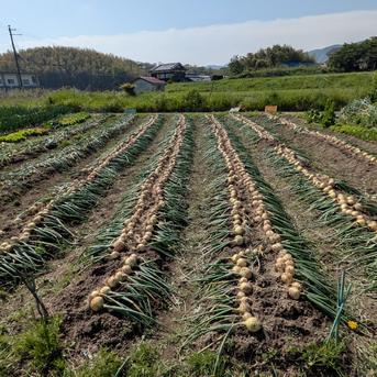《淡路島産・自然栽培・食品ロス》不揃い訳ありでも文句なし！　人に優しい玉ねぎ「十玉十色」2kg　【2020オーガニックエコフェスタ最優秀受賞／2022SDG'sエバンジェリスト認定取得】 玉葱2kg 野菜/玉ねぎ通販