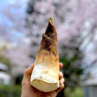2026年産】旬の天然タケノコ2kg（富山県氷見産）栽培期間中、農薬