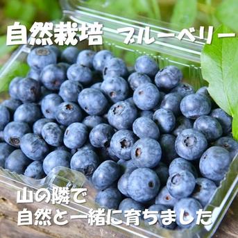 令和7年度生ブルーベリー☆6㎏(送料込み) （蔵王山麓の無農薬