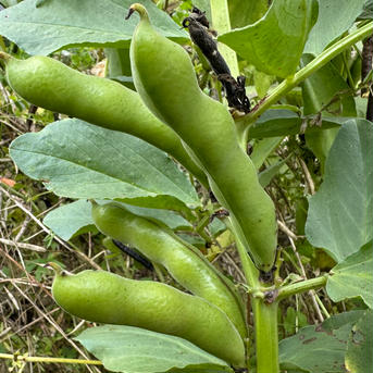 【国産】喜界島産そら豆粉50gと50gのセット レターパックライト発送 50g+50g 野菜/野菜の加工品通販