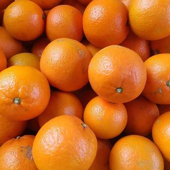 鹿児島県枕崎市産 樹上完熟【たんかん】5kg程度 ｜ 果物/オレンジ
