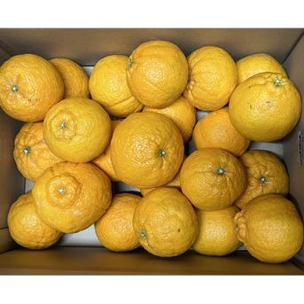 木下さんちの不知火 家庭用 5キロ×2箱 5キロ×2箱(大中小混み) 果物/オレンジ・その他みかん通販